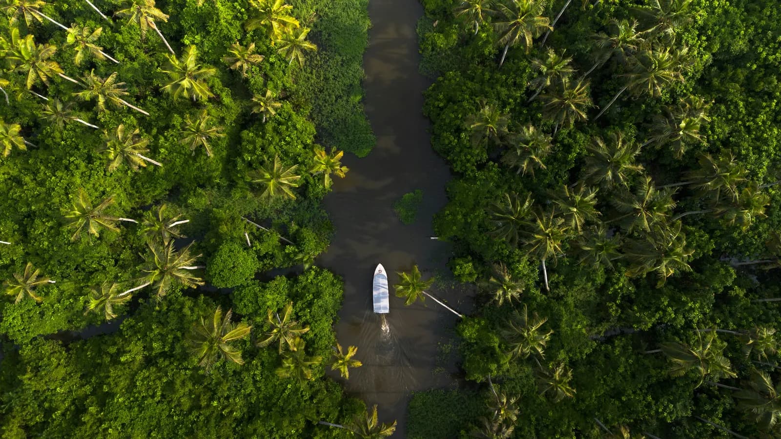Aerial view of a boat gliding along a backwater canal through coconut palms in Alleppey