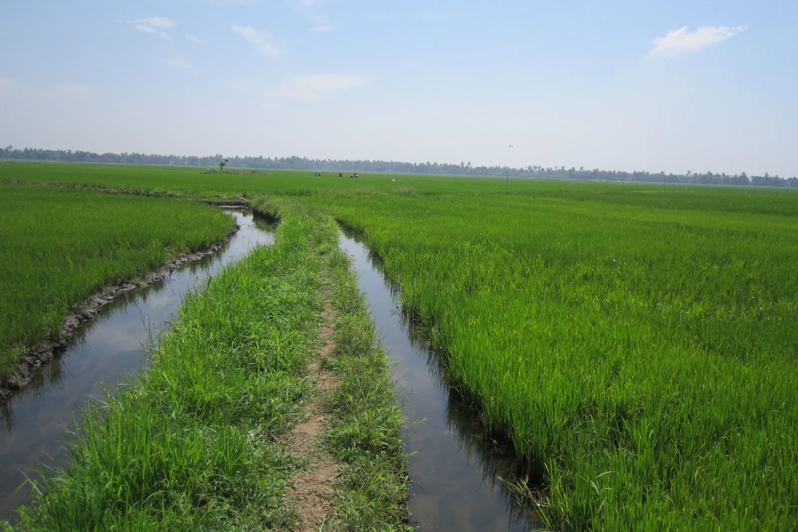 Water channels running through emerald backwater paddy fields under a blue sky in Alleppey