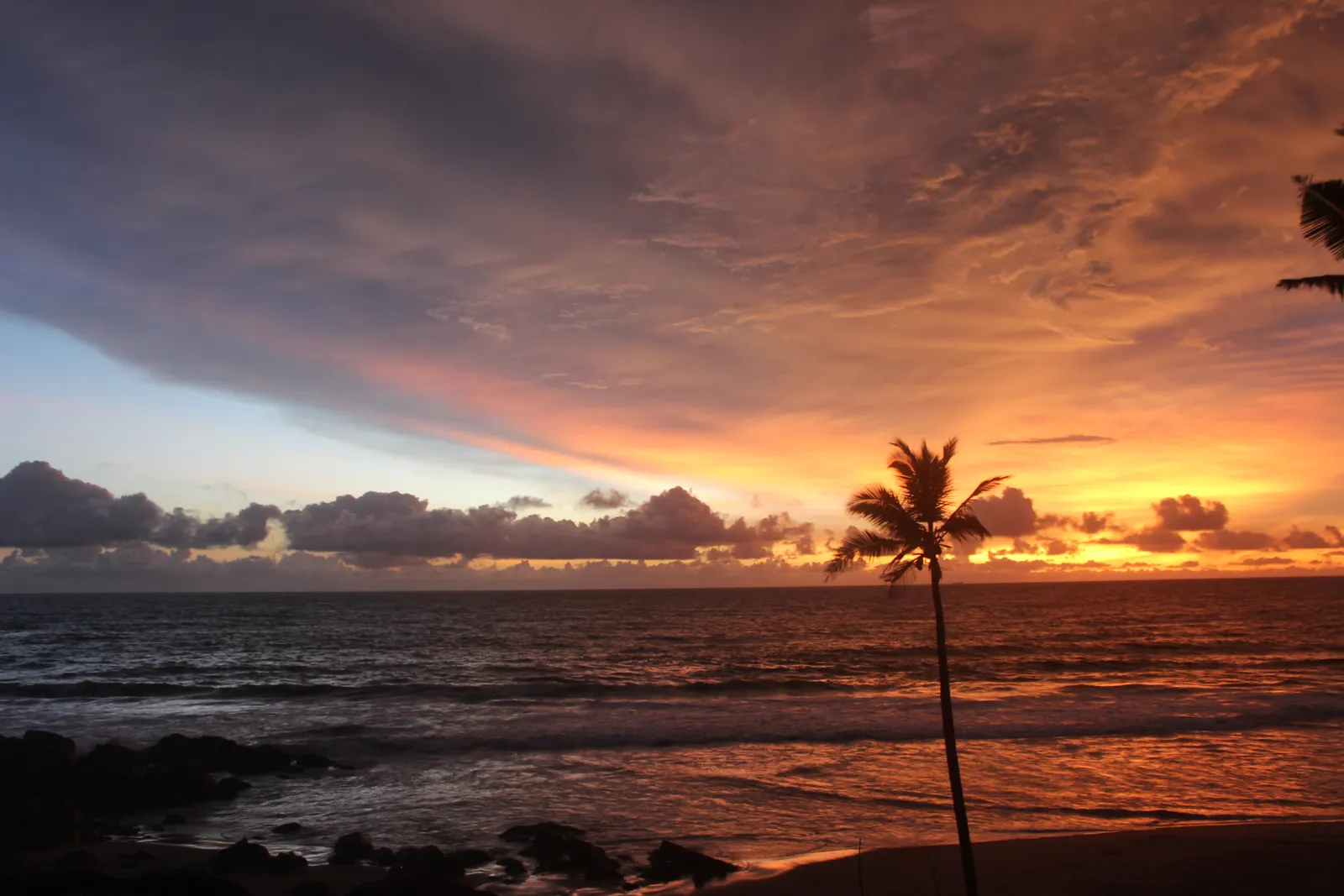 A lone coconut palm silhouetted against a fiery sunset over the Arabian Sea at Kovalam