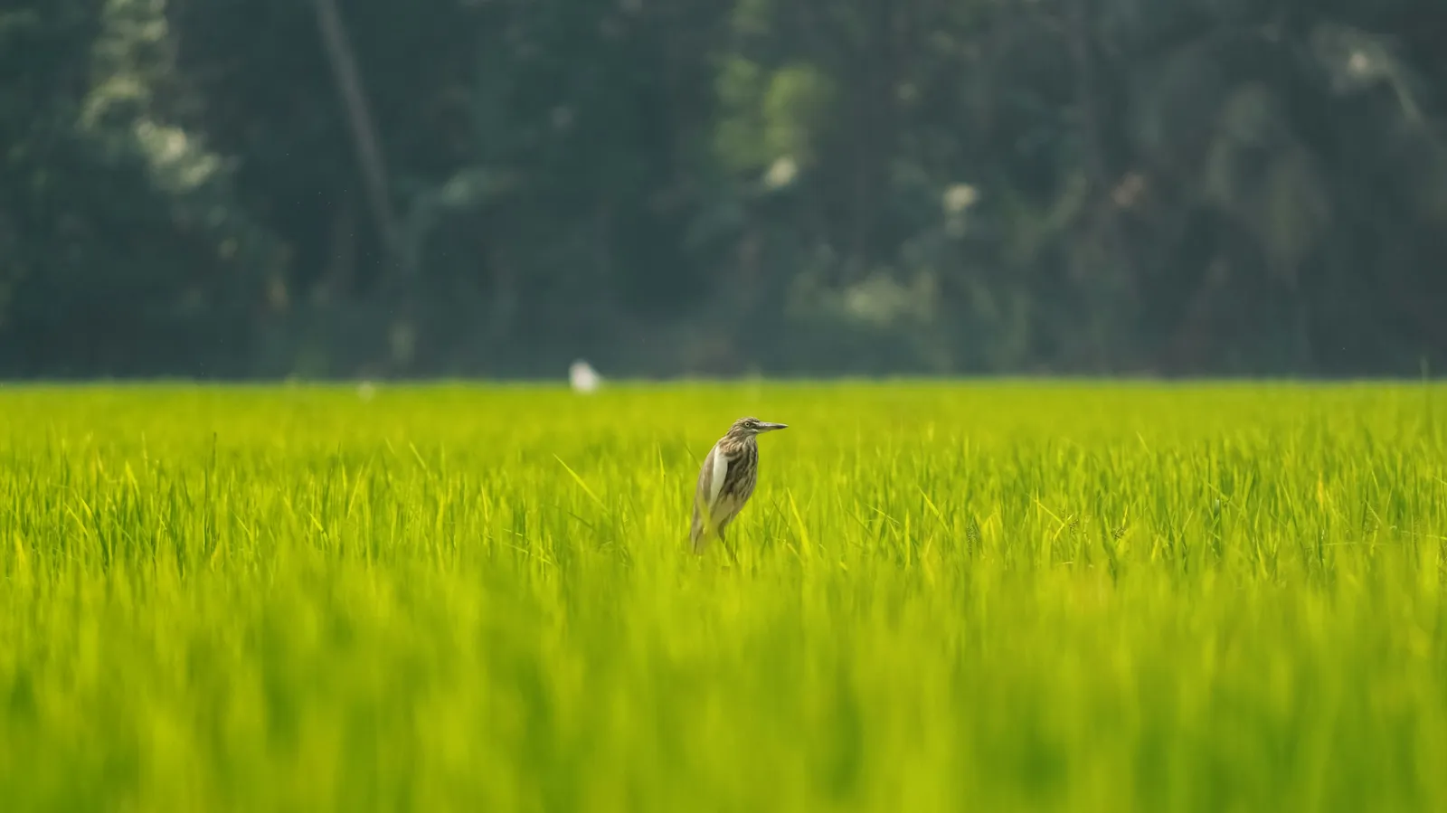 Pond heron standing in a vivid green paddy field in Kumarakom