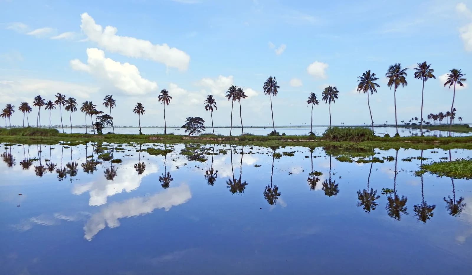 Coconut palms reflected in the still waters of Vembanad Lake at Kumarakom