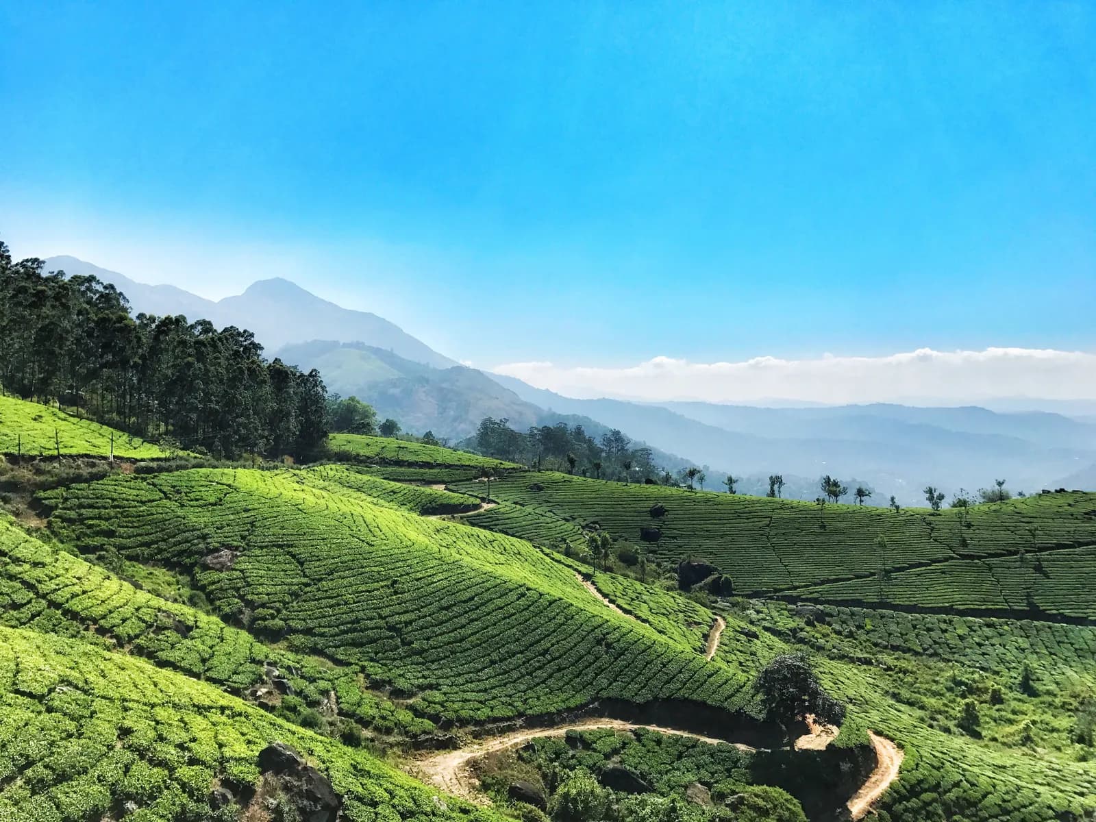 A winding path through emerald tea fields on the slopes of Munnar, Kerala