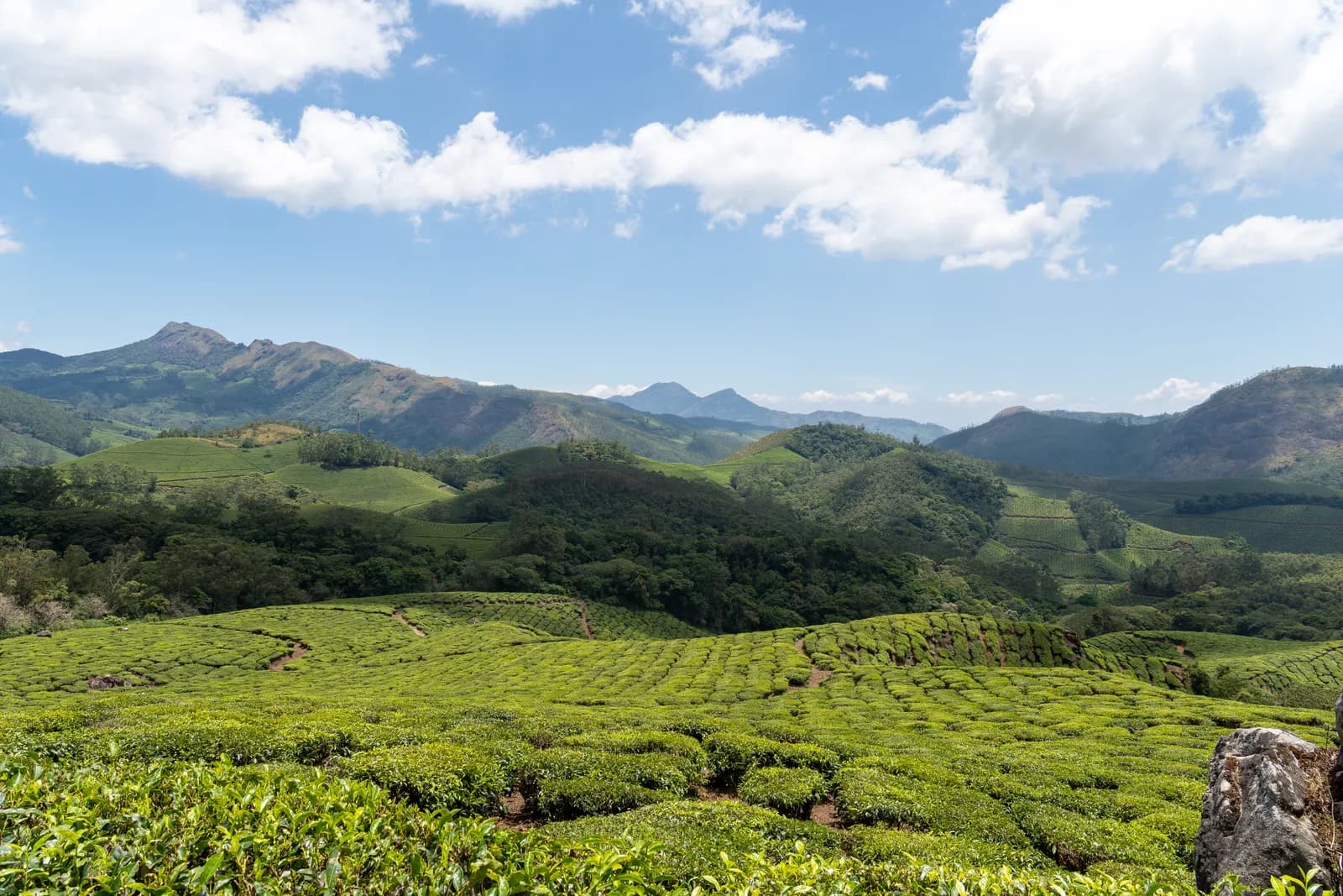 Tea estates rolling over the hills of Munnar beneath the peaks of Eravikulam National Park