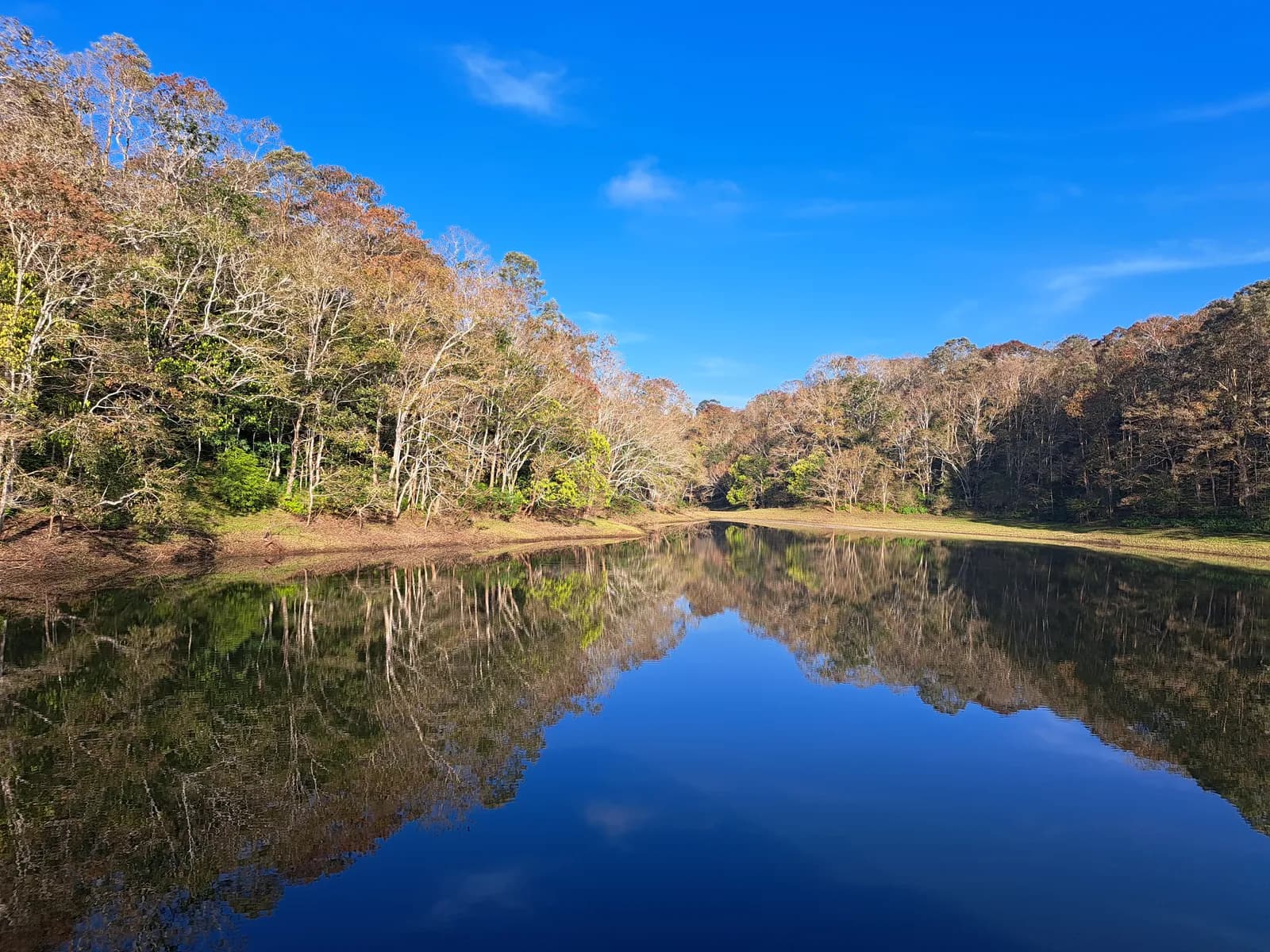 Forest reflected in the still blue waters of Periyar Lake in the Thekkady tiger reserve