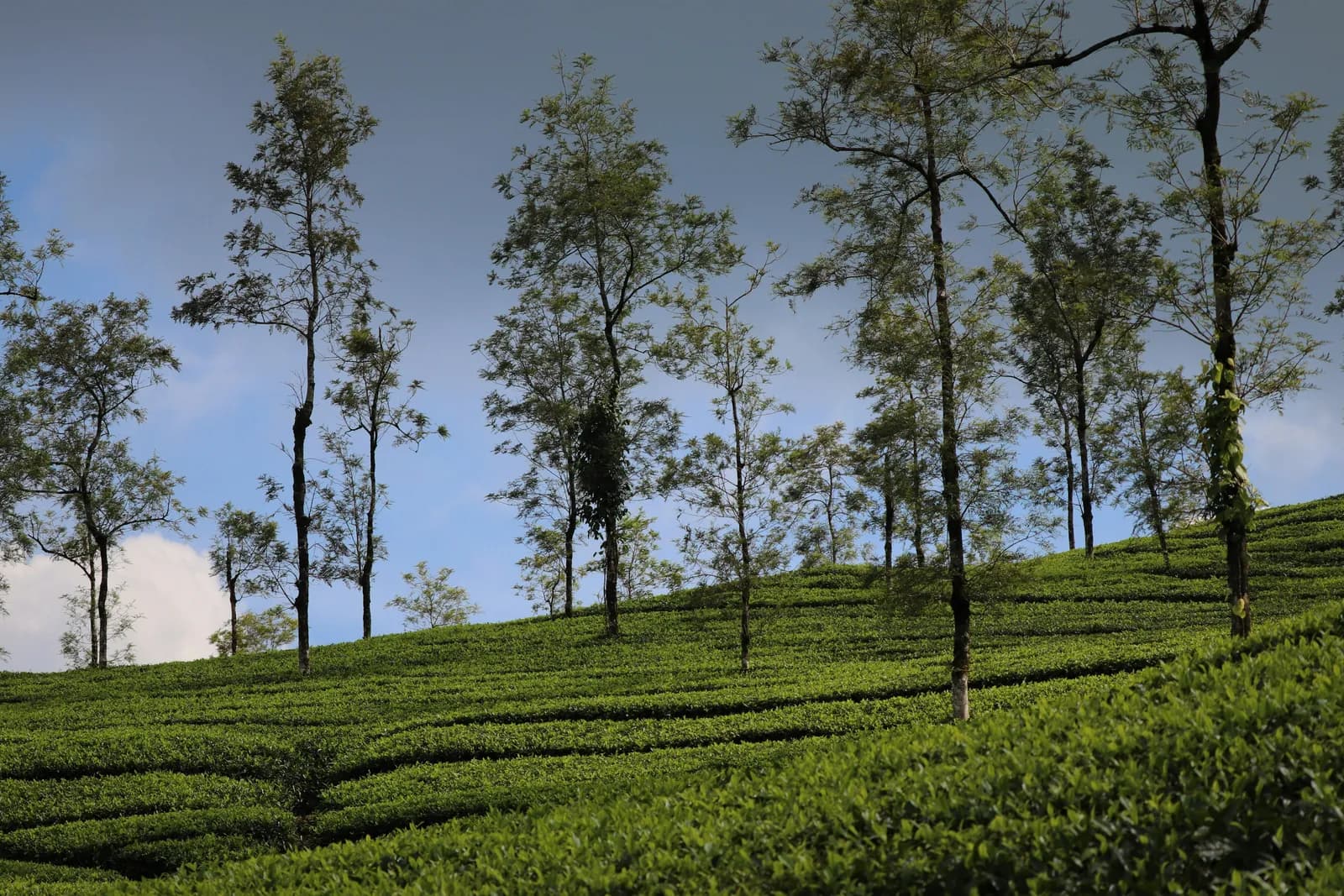 Shade trees rising above sunlit tea gardens on the hills around Thekkady, Kerala