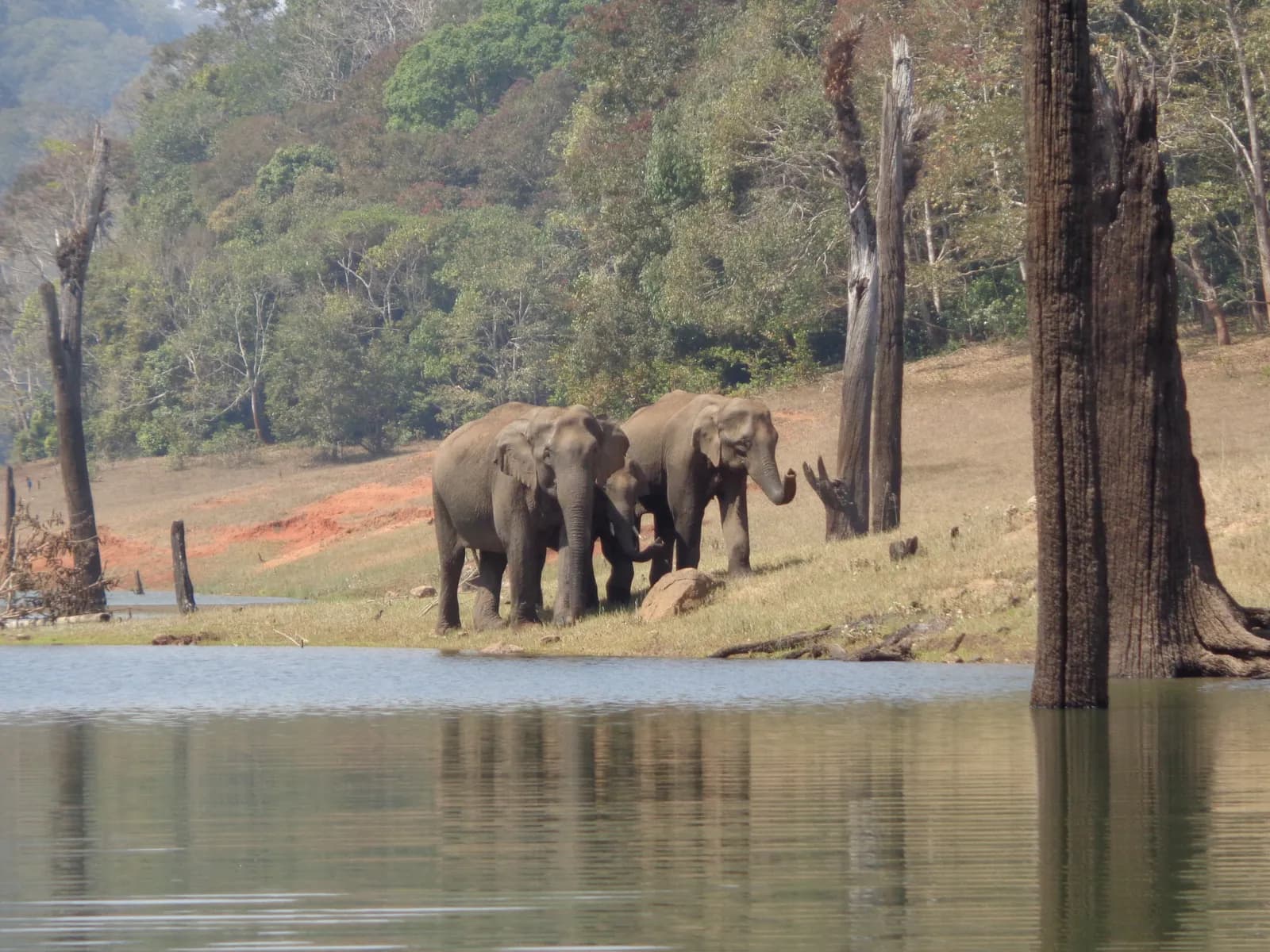 A family of wild elephants strolling along the shore of Periyar Lake, Thekkady