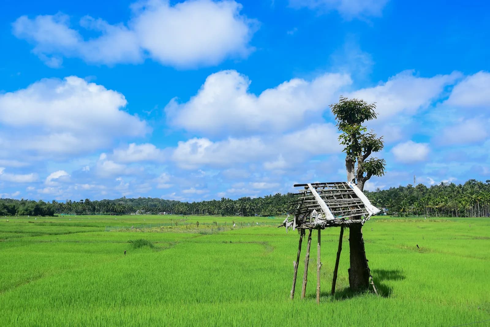 Paddy field with a traditional watch hut under a bright blue sky in Wayanad