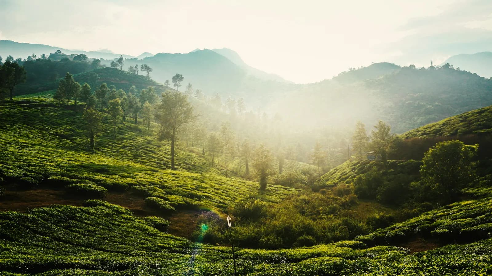 Sunrise over rolling tea gardens and misty hills in Wayanad